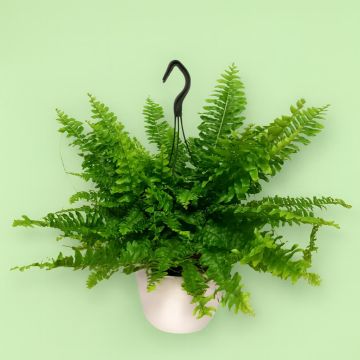 Fern Nephrolepis Green Moment Studio Fern Nephrolepis Green Moment Studio