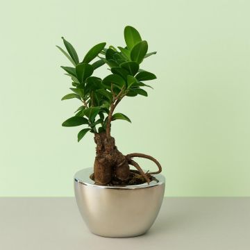 Ficus Retusa (microcarpa) Ceramic schotel V2 Studio