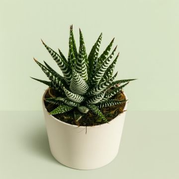 Haworthia Fasciata Studio