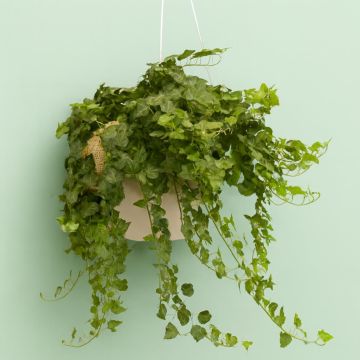 Hanging hedera groen Studio