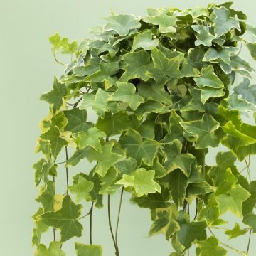 Hedera Helix Goldchild Studio