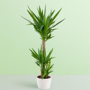 Yucca Elephantis 24 cm Studio