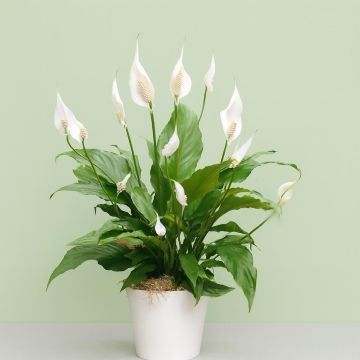 Spathiphyllum chopin Visions 3 Studio