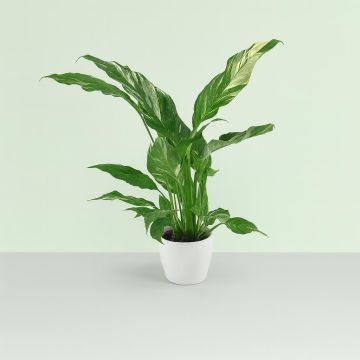 Spathiphyllum Diamond Studio