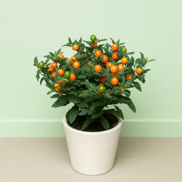 Solanum Pseudocapsicum Studio