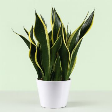 Sansevieria Black gold hoogte 50 55 Studio