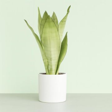 Sansevieria Moonshine Studio