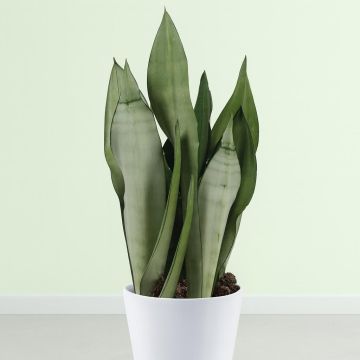 Sansevieria Moonshine hoogte 45 50 Studio Sansevieria Moonshine hoogte 45 50 Studio