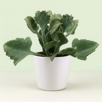 kalanchoe beharensis 13 cm.jpg Studio