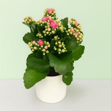 kalanchoe blossfeldiana pink.JPG Studio