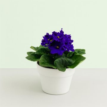 Saintpaulia Blue v2 Studio Saintpaulia Blue v2 Studio