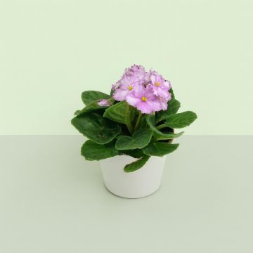 Saintpaulia light pink Studio Saintpaulia light pink Studio
