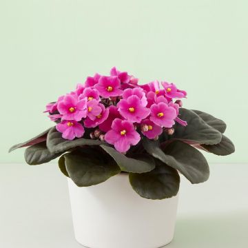 Saintpaulia roze Studio