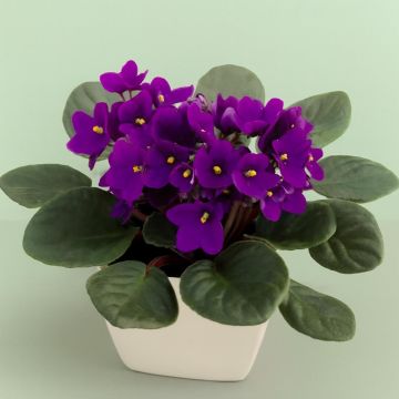 Saintpaulia violet Studio