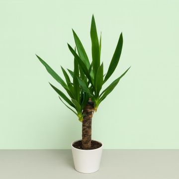 Yucca 14 cm poot Studio