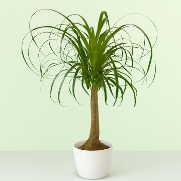 nolina recurvata v2 Studio