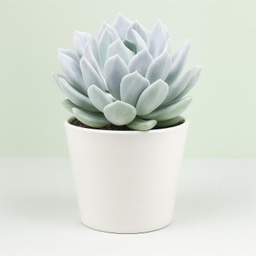 Pachyveria corvus.jpg Studio