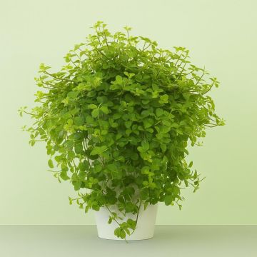 Peperomia rotundifolia Studio