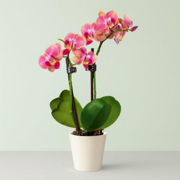 mini orchid maramge v2 Studio