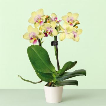 mini orchid yellow v2 Studio