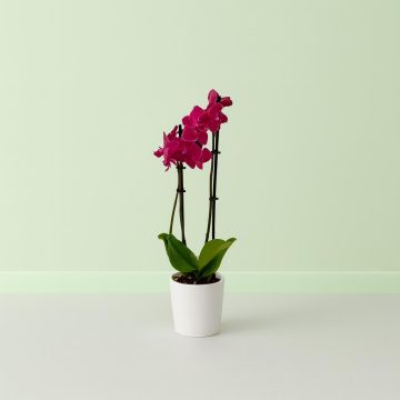 Phalaenopsis Red Studio