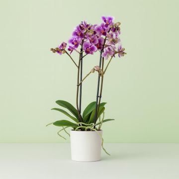 phalaenopsis violet white Studio
