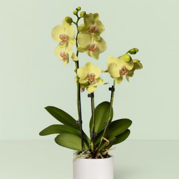 Phalaenopsis Yellow Studio