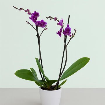purple rain orchid option Studio