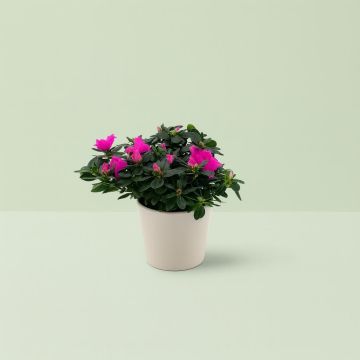 Rhododendron Simsii Pink 13 cm pot Studio