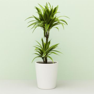 Dracaena Lemon Lime Studio V3