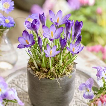 Cornuis Flower Record op pot