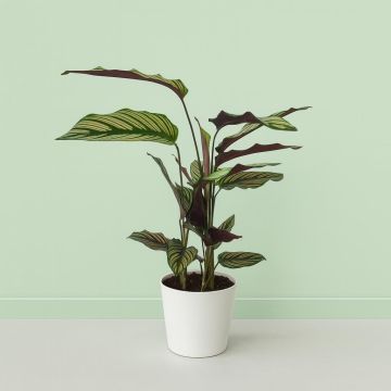 Calathea Makoyana White Star 12 cm pot Studio