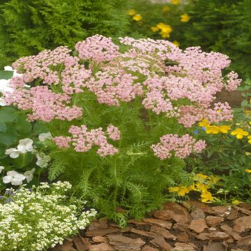 Achillea millefolium Pink Studio [Garden Strict, Garden Strict]