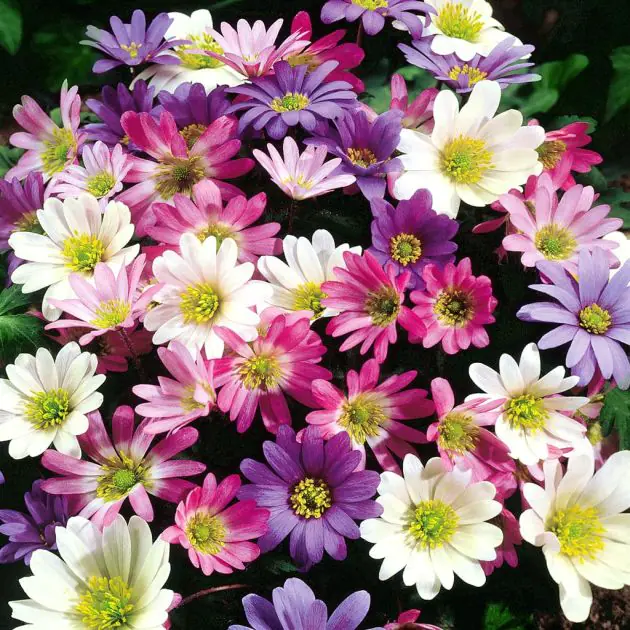 Anemone Blanda B