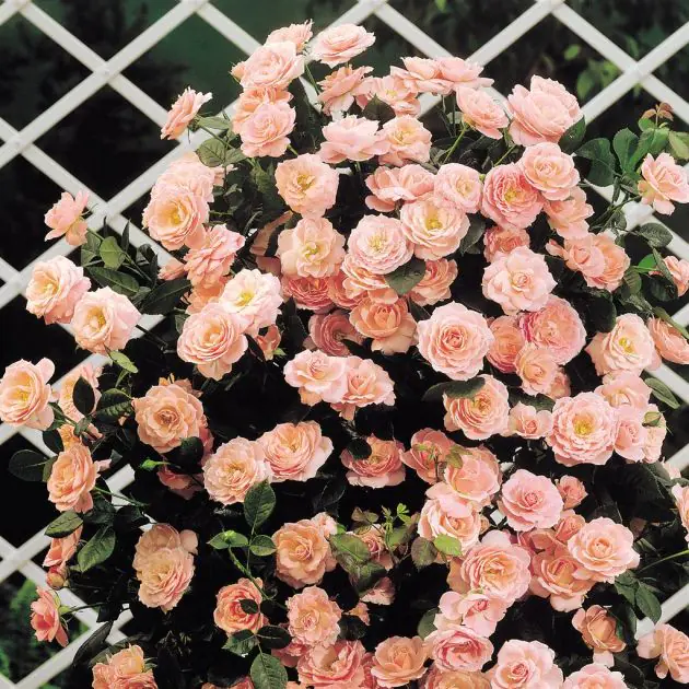Climbing Rose New Coral Dawn A