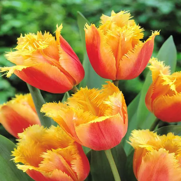 Tulip Fringed Lambada