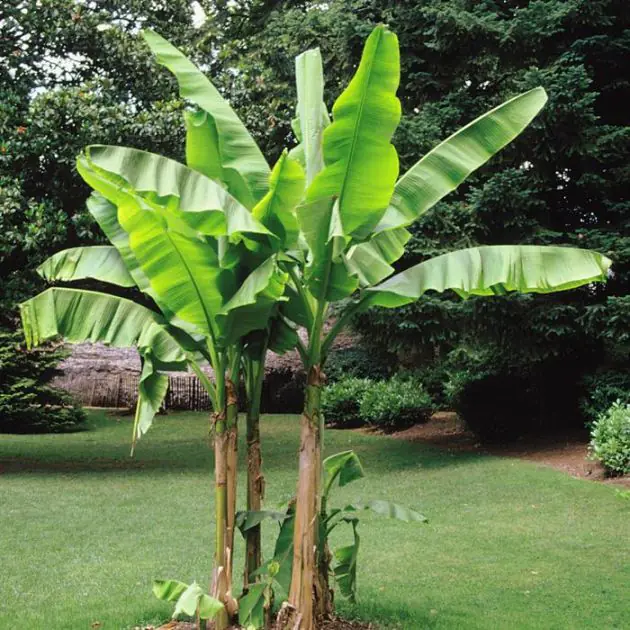 Musa basjo in park