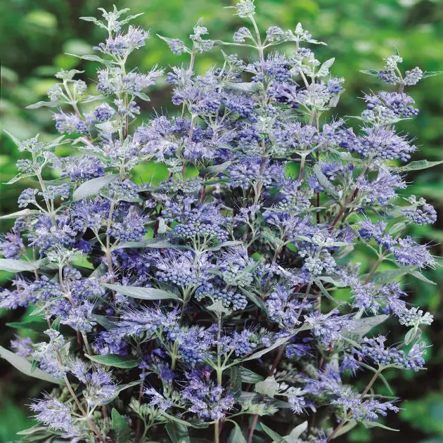 Caryopteris x clandonensis 'Blue Mist' 