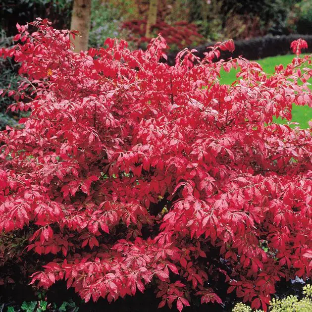 Euonymus alatus