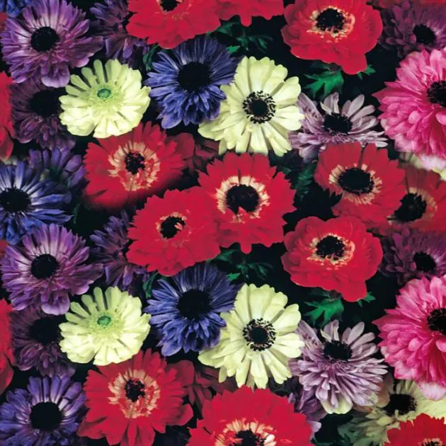 AnemoneStBrigid_DH