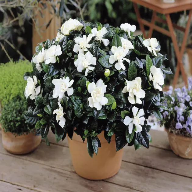 Gardenia Heester