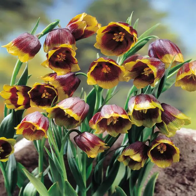 Fritillaria Michaillovskyi