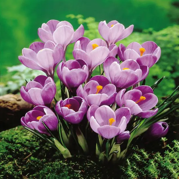 Crocus Remembrance