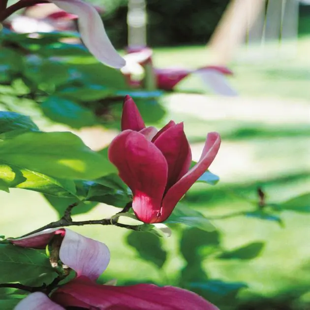 Magnolia Suzan