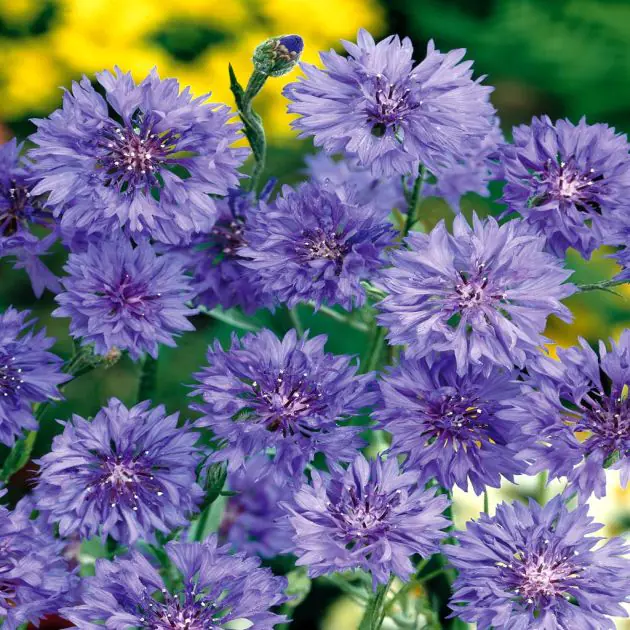Cornflowers