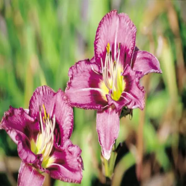 Hemerocallis Druid Chants