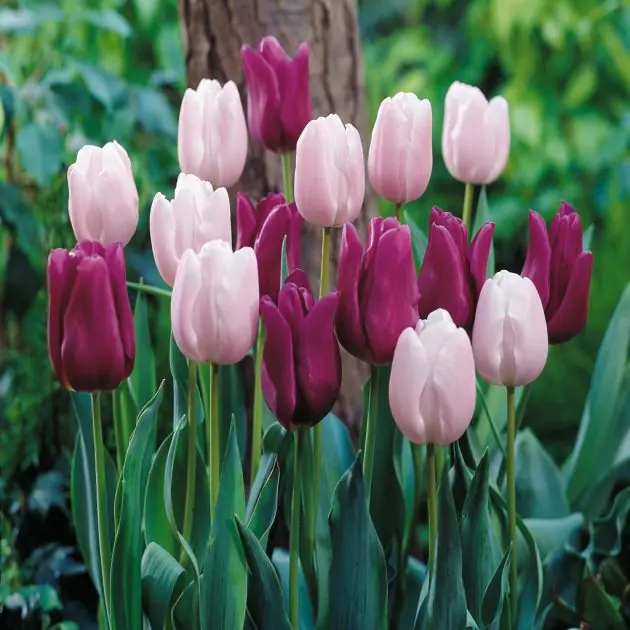 Tulip Combo Passionale