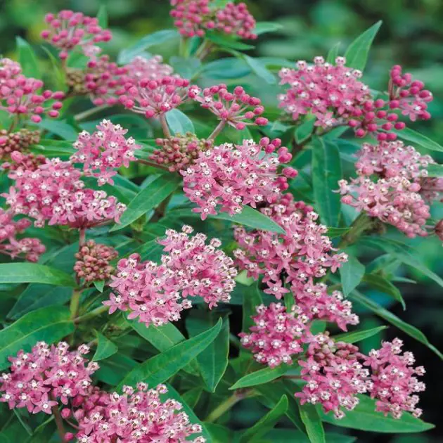 Asclepias Cinderella