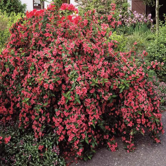 Weigelia