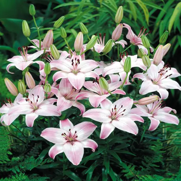 Lilium asiatic 'Rosella's Dream'
